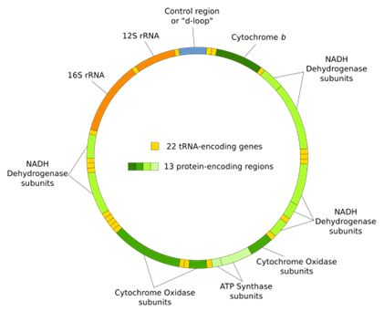 PNAS：改写教科书！中美科学家发现父亲线粒体DNA也能够传递给子女