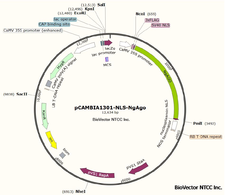 古朵生物提供基因合成定制服务!
