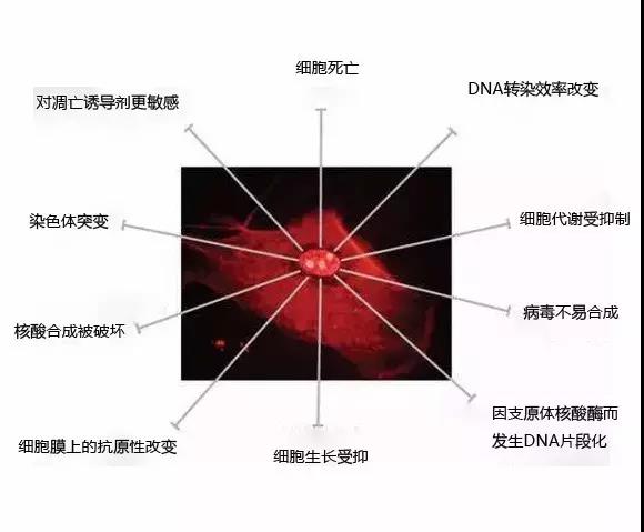 谁动了你的细胞——赶走支原体