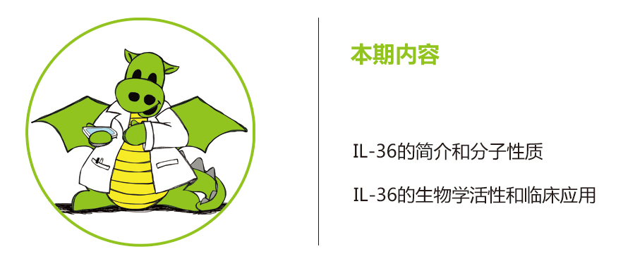 白细胞介素-36(IL-36)