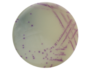 一种分离弯曲菌的显色培养基