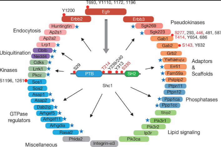 如何预测蛋白磷酸化？新套路