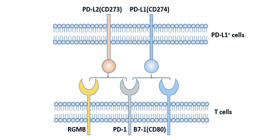 PD-1——重要的免疫检查点