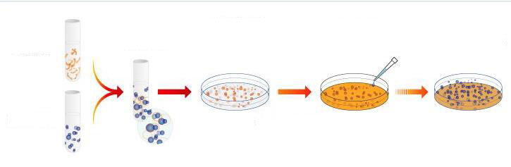 细胞慢病毒转染方法和步骤【赛百慷】