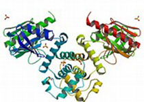 脯氨酸富集同源异型域蛋白（PRH）在乳腺癌发展中的作用