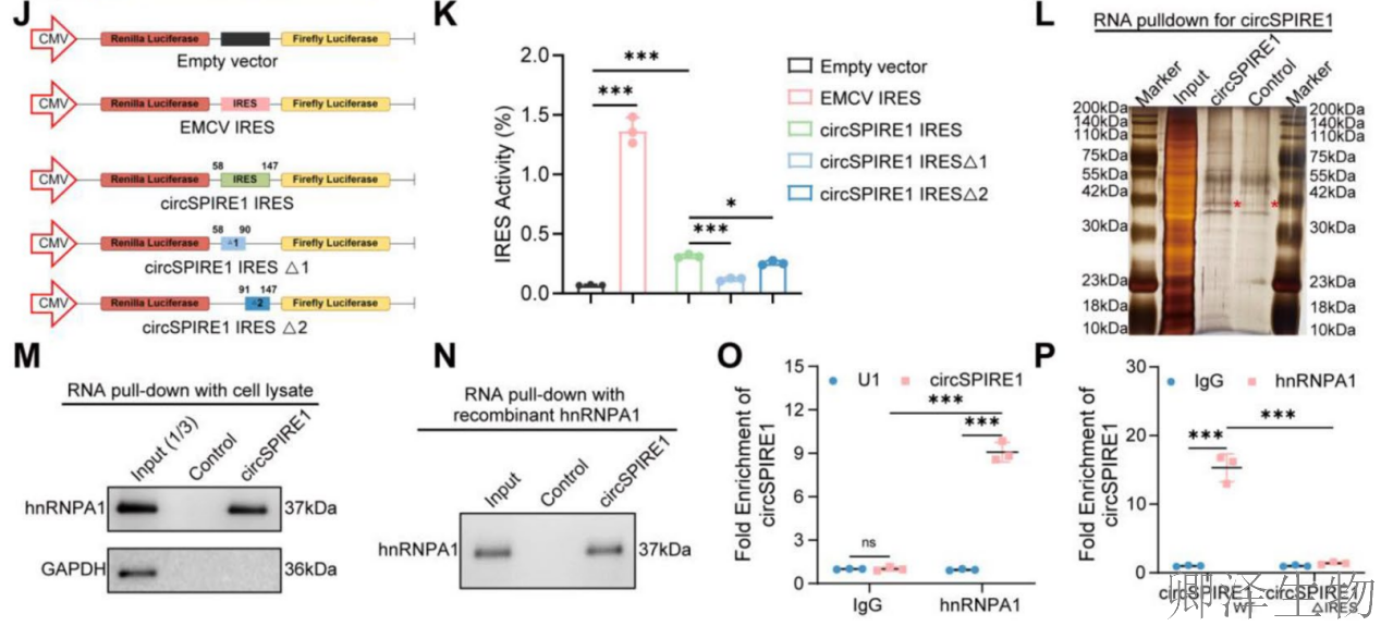 【circRNA翻译】 | 环状RNA编码新型蛋白，成前列腺癌治疗新靶点！