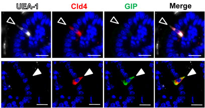 糖尿病研究相关试剂【ABBIOTEC】