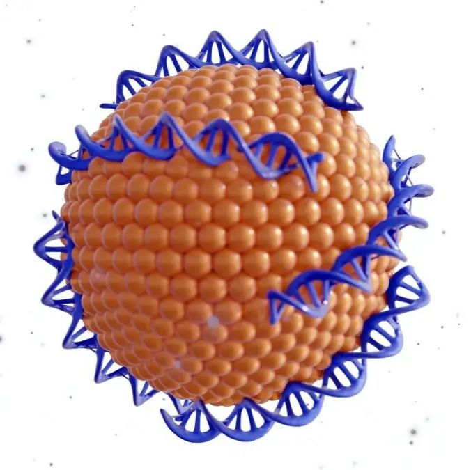 基于凝集素-糖识别的肺部靶向递药系统：伴刀豆球蛋白A（ConA）修饰的脂质体载伊曲康唑(Itraconazole)