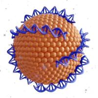 基于凝集素-糖识别的肺部靶向递药系统:伴刀豆球蛋白A(ConA)修饰的脂质体载伊曲康唑(Itraconazole)