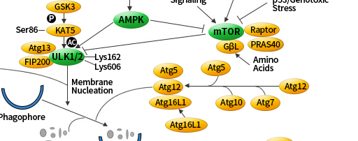 我的后半生——自噬