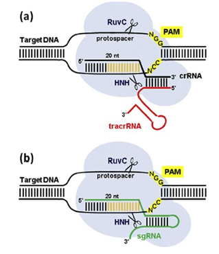 最大规模CRISPR/Cas9突变研究构建出基因编辑预测工具