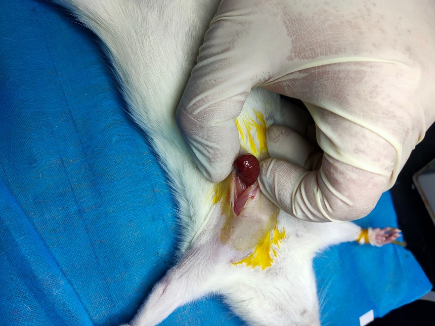 大鼠心肌缺血再灌注模型制备 大鼠心肌缺血再灌注模型制备