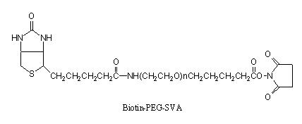 生物素-聚乙二醇-琥珀酰亚胺戊酸酯，BIOTIN-PEG-SVA