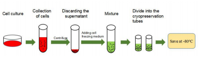 SERANA® 胎牛血清制品、细胞株、细胞冻存液、细胞培养试