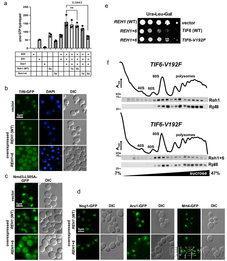 【核糖体组装因子】 | 核糖体
