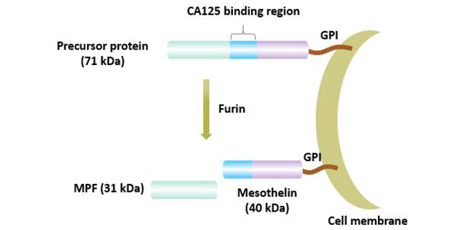 Mesothelin：癌症免疫治疗的后起之秀