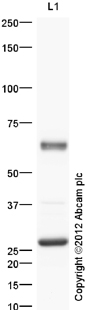 Western blot - Anti-Occludin antibody (ab31721)