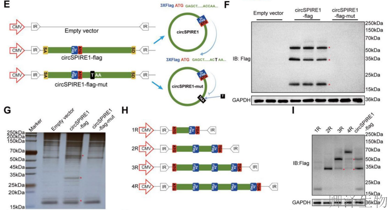 【circRNA翻译】 | 环状RNA编码新型蛋白，成前列腺癌治疗新靶点！