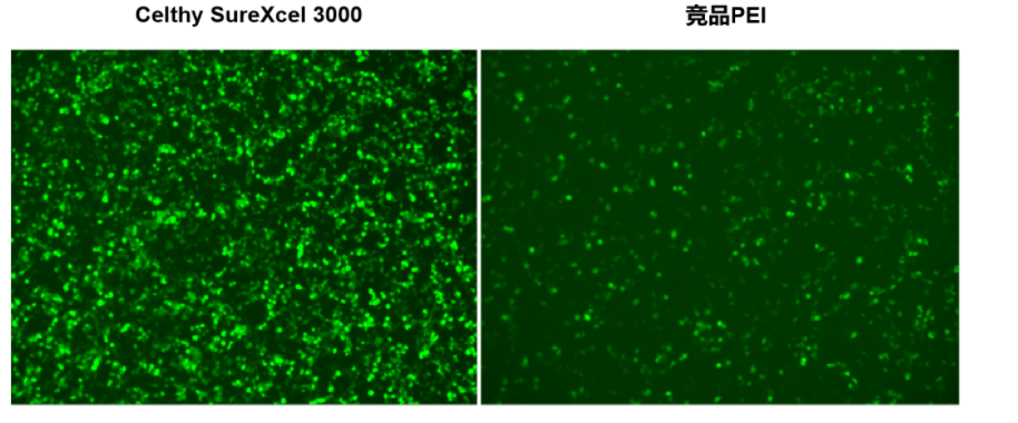 Celthy SureXcel 3000转染试剂——高效、温和、广谱的基因递送解决方案!