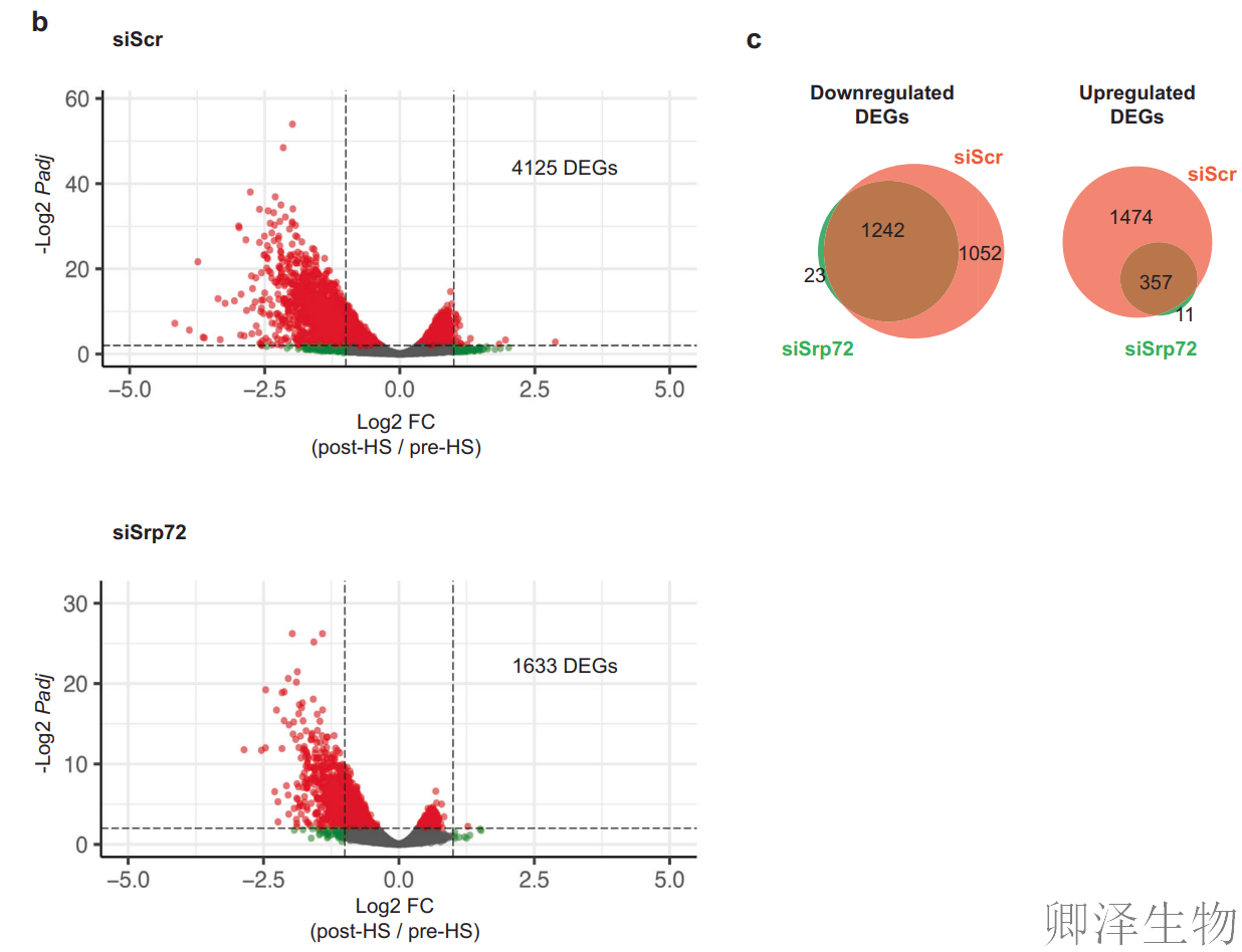 【热应激的翻译调控】 | 7SL RNA与信号识别颗粒（SRP）的双重身份大揭秘！