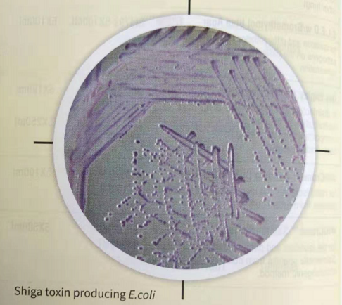HiMedia产志贺毒素大肠杆菌显色培养基