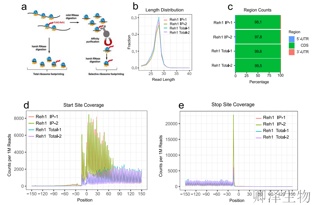 【核糖体组装因子】 | 核糖体