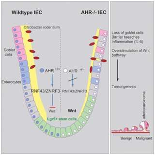 多吃蔬菜有益！首次揭示蔬菜中的化学分子阻止结肠癌产生机制