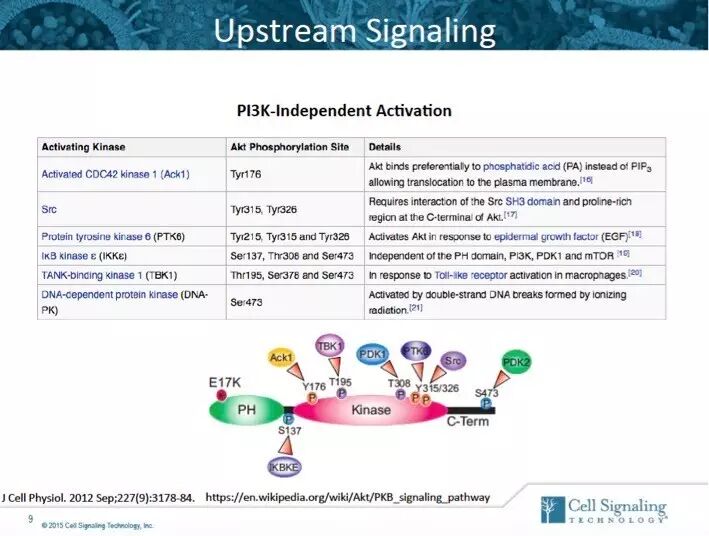 指尖上的PPT，讲述Akt的魅力故事。