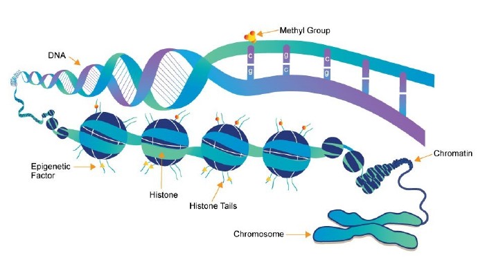 柳叶刀论DNA甲基化重要性，艾美捷助力DNA甲基化研究