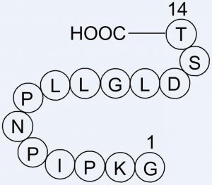 高效价V5标签抗体;实验室好帮手