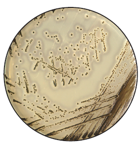 HiMedia的金黄色葡萄球菌显色培养基-威正翔禹|缔一生物