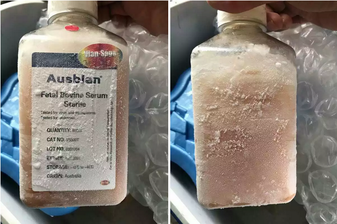 胎牛血清的三步融化法