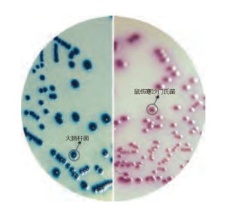 国标优选沙门氏菌显色培养基