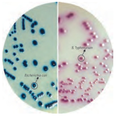 显色培养基可取代传统培养基——威正翔禹|缔一生物