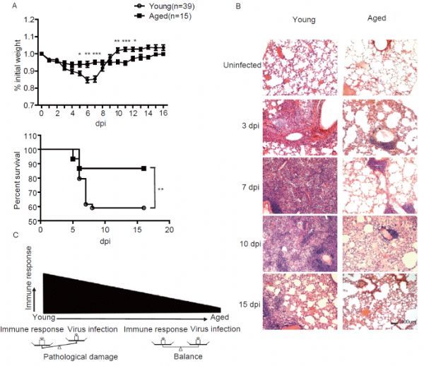 免疫衰老研究领域取得系列进展