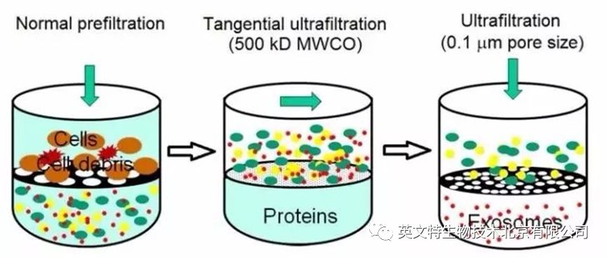 外泌体（Exosome）提取到底要选哪种方法？