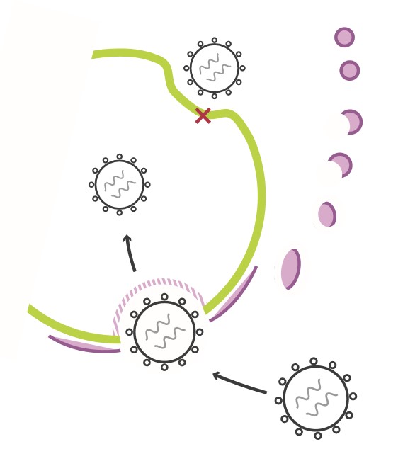 LentiBOOST 慢病毒转导增强剂—从研发到临床无缝衔接
