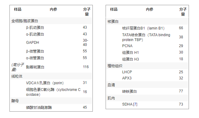 蛋白印迹（Western Blot）实验中的内参
