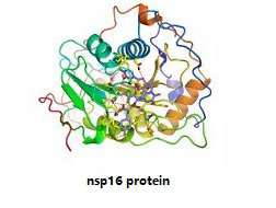 TargetMol's 7 libraries for your research to combat against covid-19