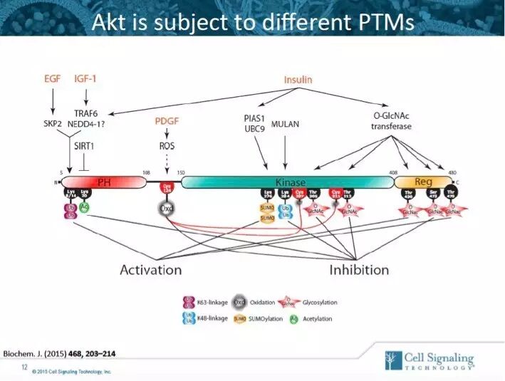 指尖上的PPT，讲述Akt的魅力故事。