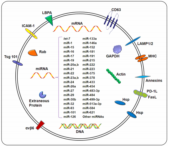 做外泌体 Western Blot 鉴定吗？先来这看看 ！