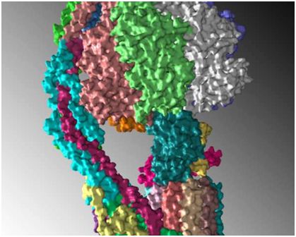 【前沿资讯】Science：首次解析出线粒体ATP合酶的三维结构