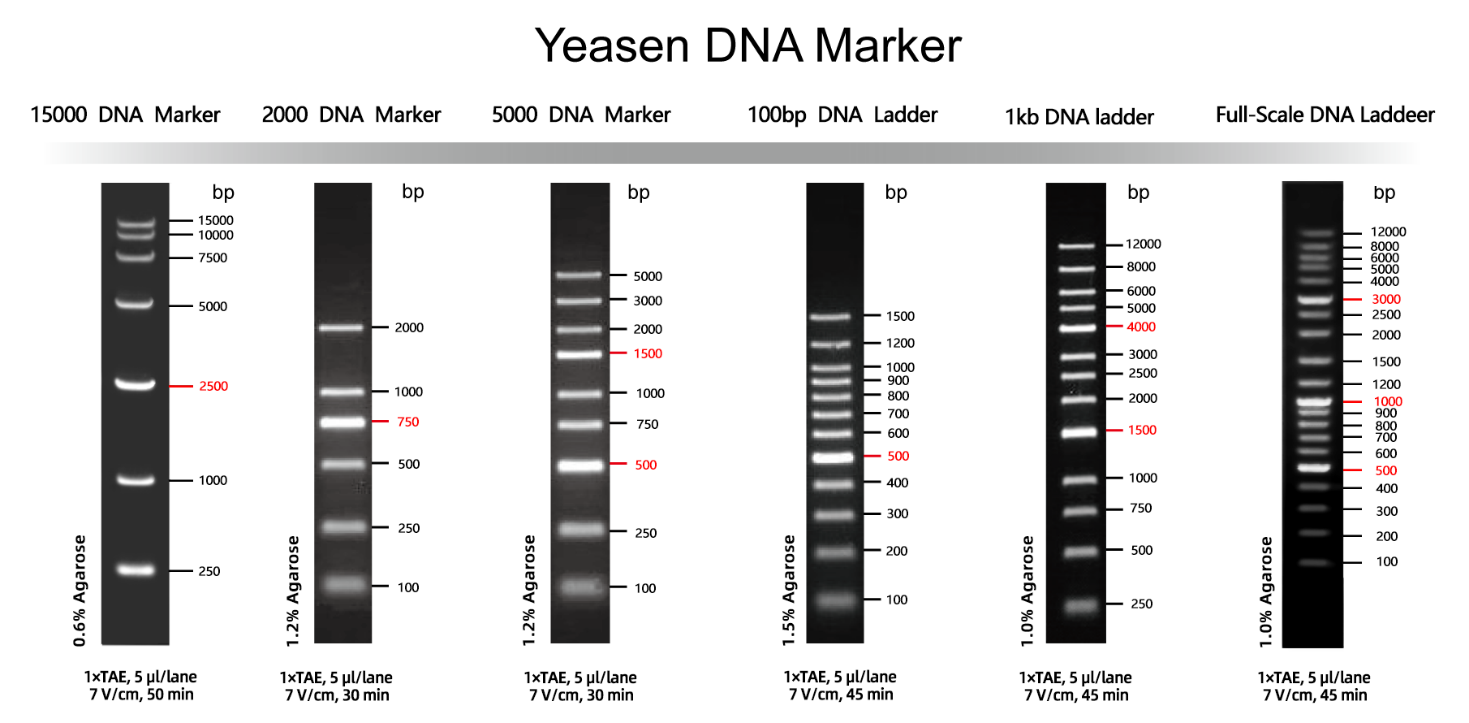 翊圣系列DNA Marker，满足您不同的实验需求