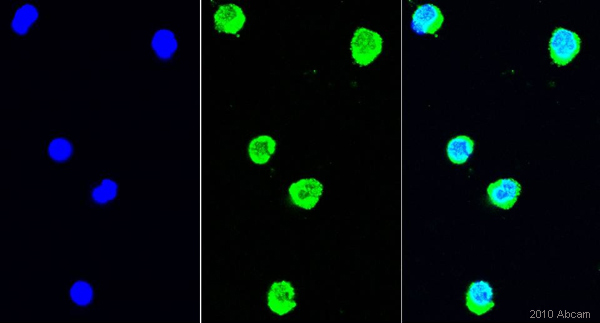 Immunocytochemistry/ Immunofluorescence - Anti-Bax antibody [6A7] (ab5714)