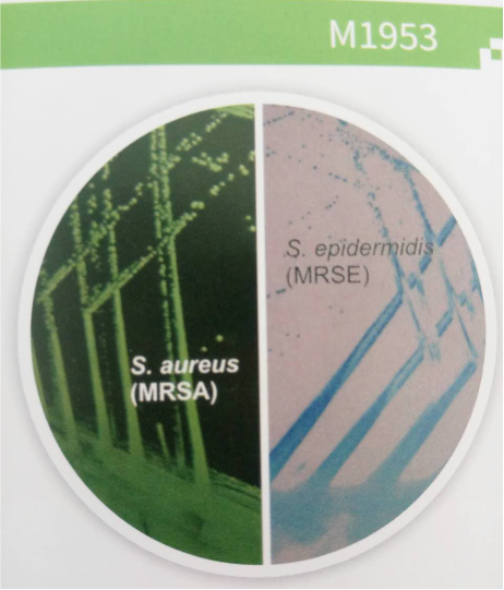 耐甲氧西林金葡菌与表葡菌的鉴别培养基