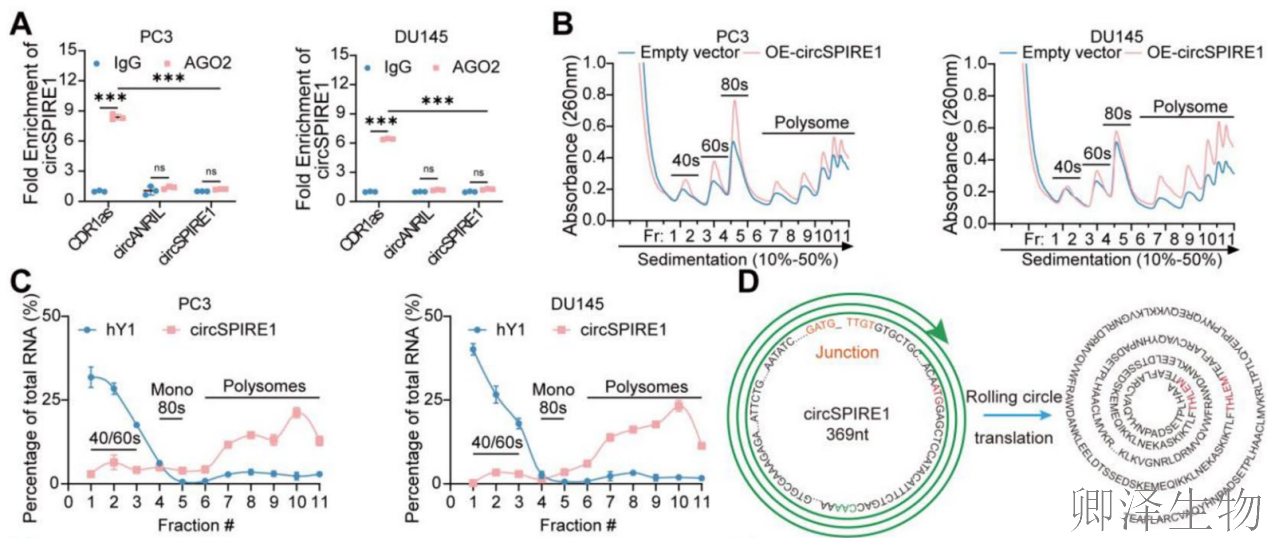 【circRNA翻译】 | 环状RNA编码新型蛋白，成前列腺癌治疗新靶点！