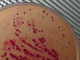 显色琼脂培养基用于检测食品中的肠杆菌科