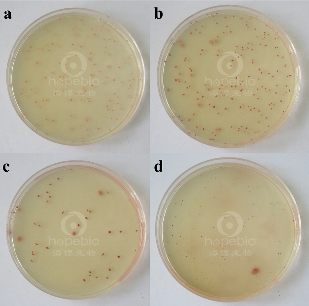 TTC营养琼脂的原理及实验现象(青岛海博生物原创)