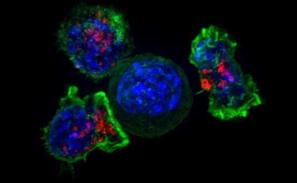 突破！新型抗体有望治疗多种类型癌症