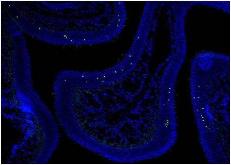 Nature：重磅！揭示嗅觉系统识别一万亿种气味之谜